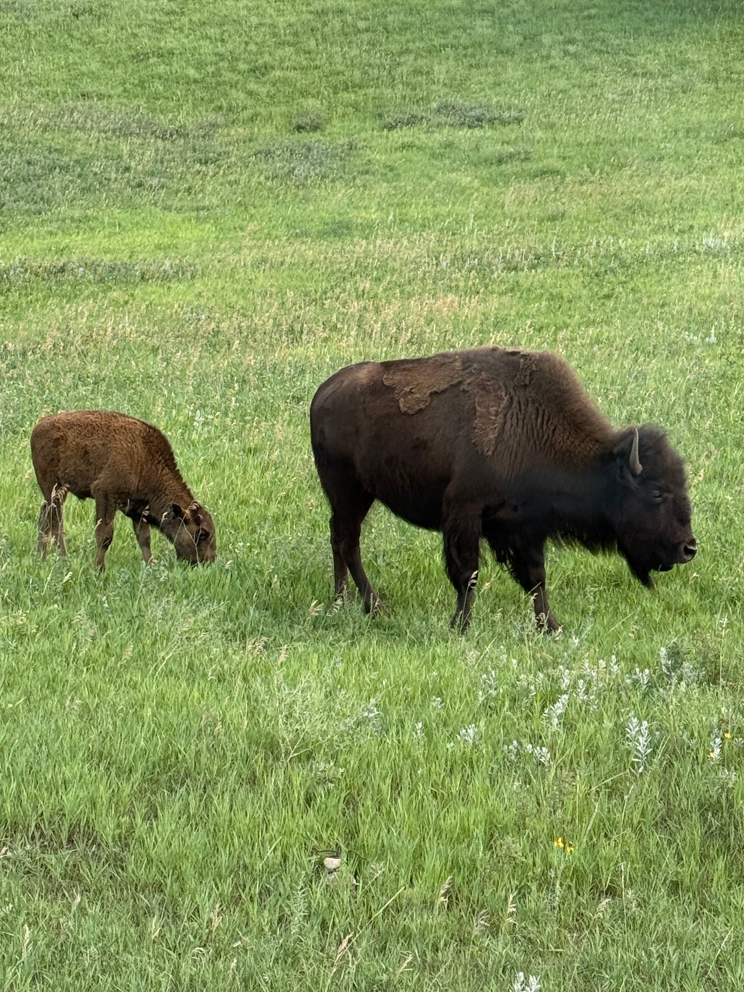 Mount Rushmore, the Badlands & Black Hills of South Dakota - $2735