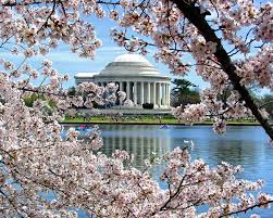 Cherry Blossom Time in Washington DC - March 26-April 1, 2026
