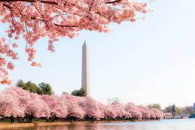 Cherry Blossom Time in Washington DC - March 26-April 1, 2026